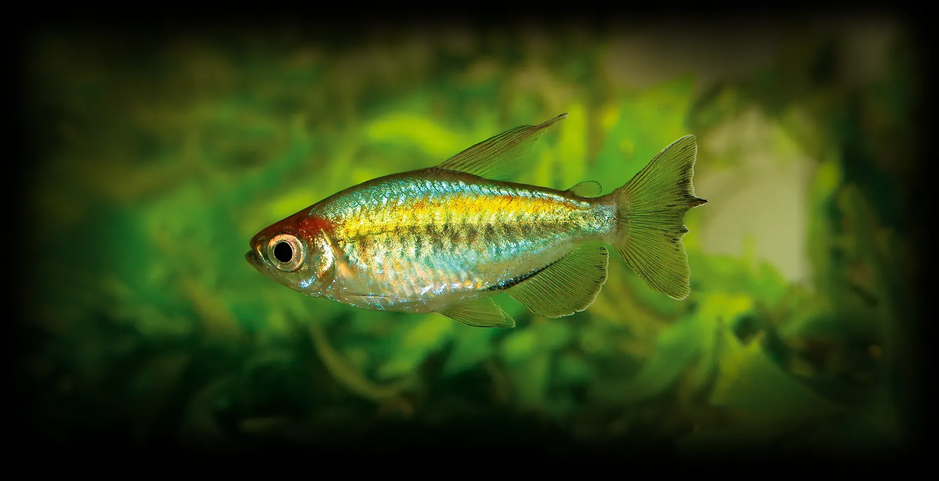 Imagem de fundo de Tetra do Congo - Poytara